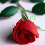 8. mart