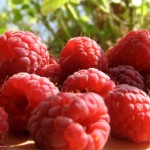 maline